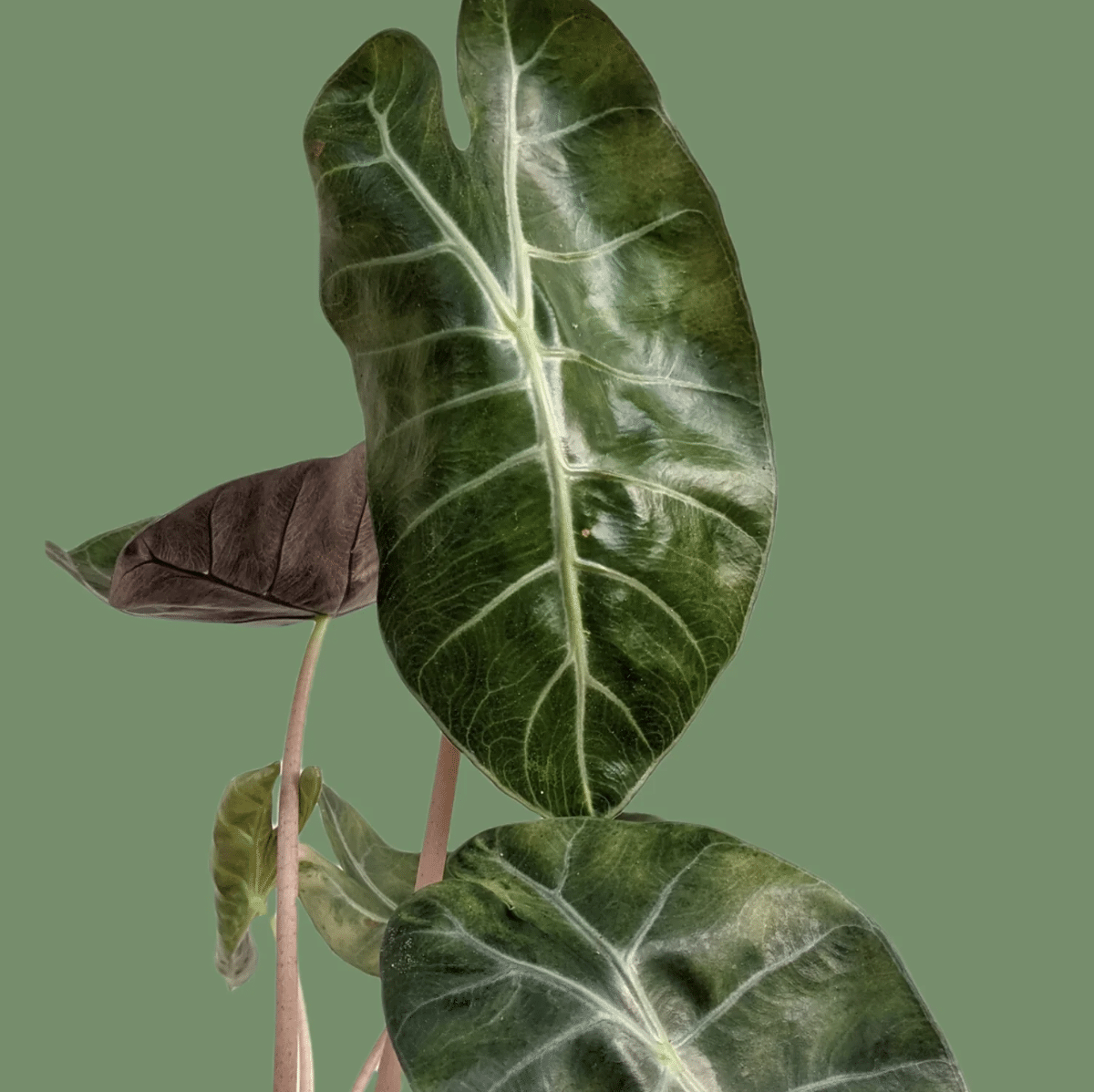 Alocasia pink dragon large leaves against green background